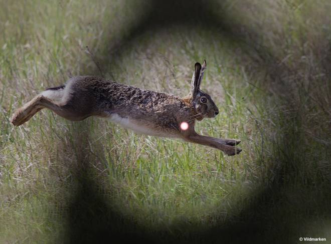 Aimpoint sight_on target Hunting with Aimpoint sight